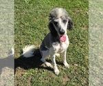 Image preview for Ad Listing. Nickname: Pepper