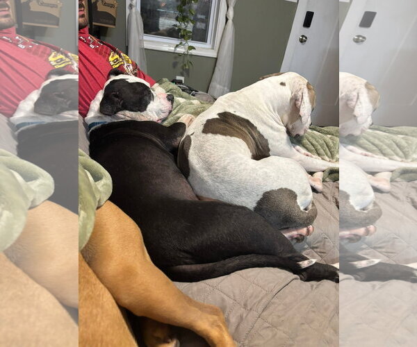 Medium Photo #3 American Pit Bull Terrier-Unknown Mix Puppy For Sale in Germantown, OH, USA