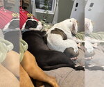 Small #2 American Pit Bull Terrier Mix