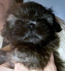 Shih Tzu Puppy for sale in ANTRIM, NH, USA