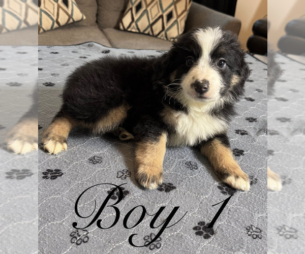Medium Photo #8 Australian Shepherd Puppy For Sale in SALISBURY, NC, USA