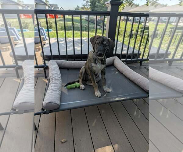 Medium Photo #1 Siberian Husky-Unknown Mix Puppy For Sale in Fenton, MO, USA