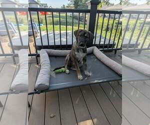Siberian Husky-Unknown Mix Dogs for adoption in Fenton, MO, USA