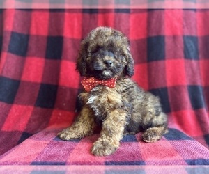 Cock-A-Poo Puppy for sale in LAKELAND, FL, USA