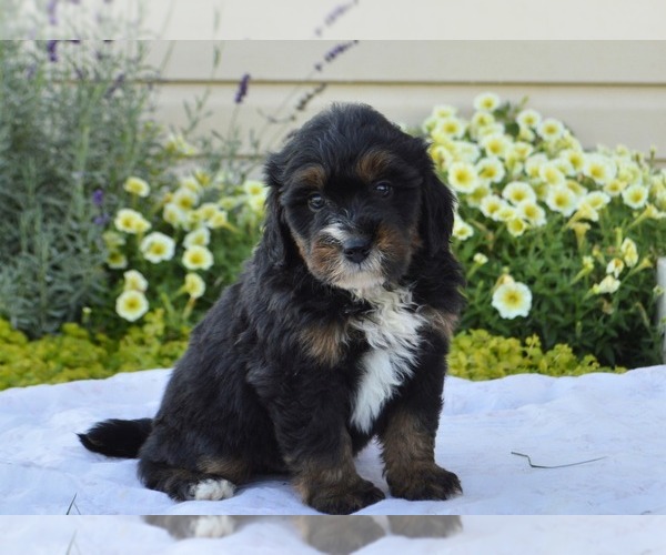 Medium Photo #13 Bernedoodle (Miniature) Puppy For Sale in PARADISE, PA, USA