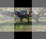 Small #14 Mutt