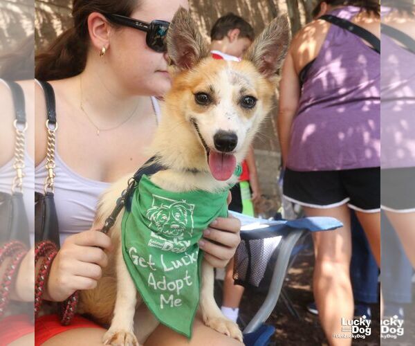 Medium Photo #4 Jack Russell Terrier-Unknown Mix Puppy For Sale in Washington, DC, USA