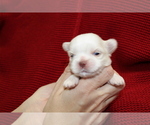 Small Photo #3 Shih Tzu Puppy For Sale in LEHIGHTON, PA, USA