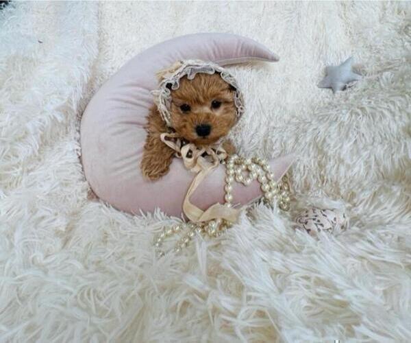 Medium Photo #14 Maltese Puppy For Sale in BEVERLY HILLS, CA, USA