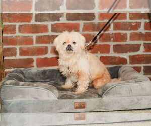 Shih Tzu-Unknown Mix Dogs for adoption in St. Louis Park, MN, USA