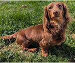 Small #2 Dachshund