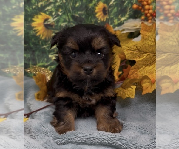 Medium Photo #2 Shorkie Tzu Puppy For Sale in SELLERSBURG, IN, USA