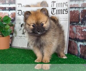 Pomeranian Puppy for sale in BEL AIR, MD, USA