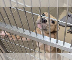 American Pit Bull Terrier Dogs for adoption in Decatur, IL, USA
