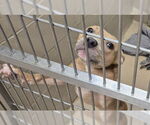 Small American Pit Bull Terrier