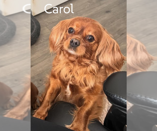 Medium Photo #2 Cavalier King Charles Spaniel Puppy For Sale in Sioux Falls, SD, USA