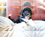 Puppy Praline Aussiedoodle