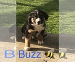 Puppy Buzz Australian Shepherd