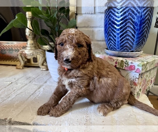 Medium Photo #1 Goldendoodle Puppy For Sale in CINCINNATI, OH, USA