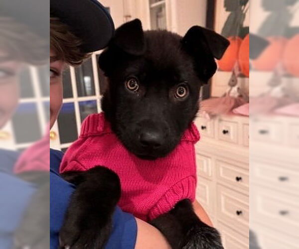 Medium Photo #5 Siberian Husky-Unknown Mix Puppy For Sale in Minneapolis, MN, USA