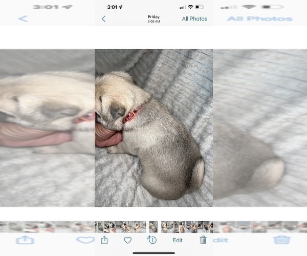 Medium Photo #5 Pug Puppy For Sale in MINERAL RIDGE, OH, USA