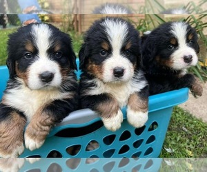 Bernese Mountain Dog Puppy for sale in COLLIERS, WV, USA