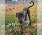 Small Labrador Retriever Mix