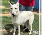 Small #1 German Shepherd Dog Mix