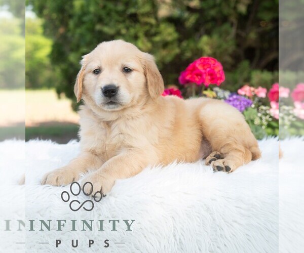 Medium Photo #2 Golden Retriever Puppy For Sale in NEWPORT, PA, USA