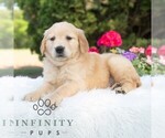 Small #1 Golden Retriever