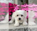 Small #2 Coton de Tulear