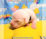 Small Photo #49 Dogo Argentino Puppy For Sale in PINEVILLE, MO, USA