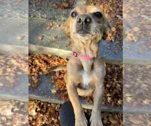 Libby, a Female Dachshund Corgi - Female Dachshund-Unknown Mix Dog for Adoption - Photo #4