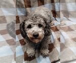 Small Photo #2 Poochon Puppy For Sale in Mukwonago, WI, USA
