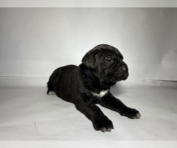 Medium Photo #4 Cane Corso Puppy For Sale in NARVON, PA, USA