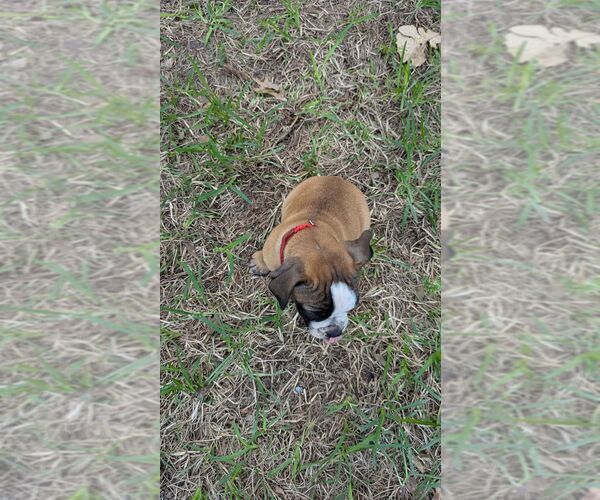 Medium Photo #10 Olde English Bulldogge Puppy For Sale in AUSTIN, TX, USA
