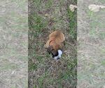 Small #9 Olde English Bulldogge