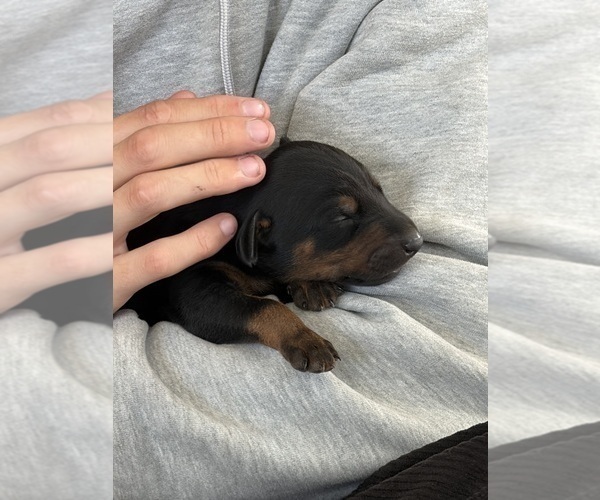 Medium Photo #20 Doberman Pinscher Puppy For Sale in HAMMOND RANCH, CA, USA