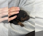 Small #19 Doberman Pinscher