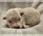 Small #2 Mutt