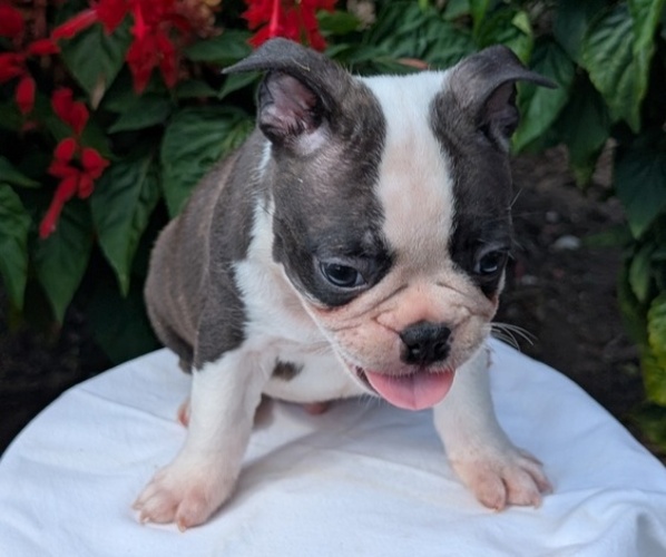 Medium Photo #23 Faux Frenchbo Bulldog Puppy For Sale in GOSHEN, IN, USA