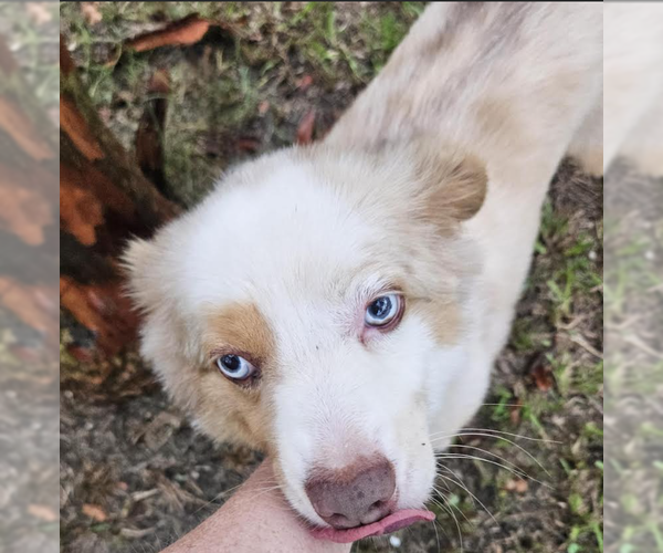 Medium Photo #3 Australian Shepherd-Unknown Mix Puppy For Sale in Cranston, RI, USA
