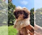 Small #5 Shih Tzu