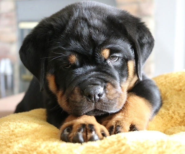Medium Photo #9 Rottweiler Puppy For Sale in FONTANA, CA, USA