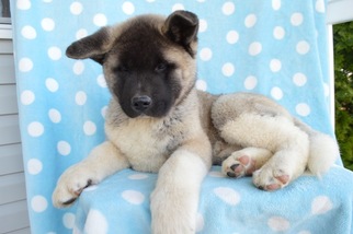 Akita Puppy for sale in HONEY BROOK, PA, USA