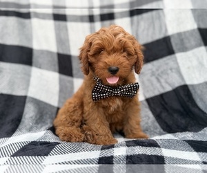 Cavapoo (Standard) Puppy for sale in LAKELAND, FL, USA