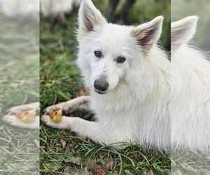 American Eskimo Dog Dogs for adoption in Cuba, NY, USA