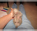 Small Photo #3 Weimaraner Puppy For Sale in LAS ANIMAS, CO, USA
