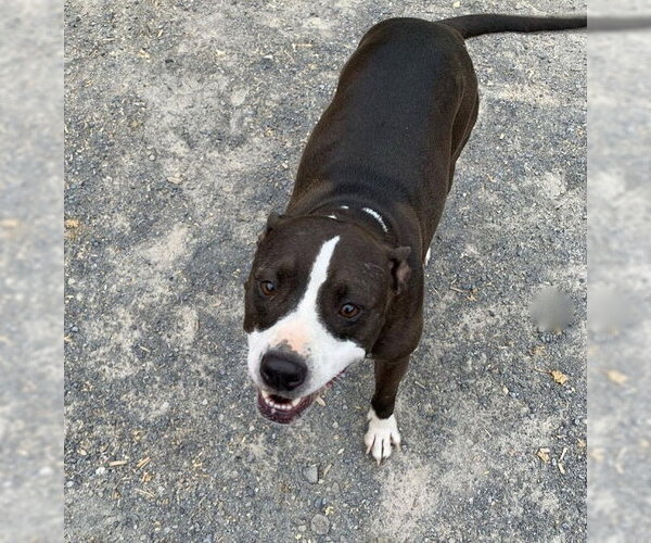Medium Photo #2 Staffordshire Bull Terrier Puppy For Sale in Maryville, TN, USA