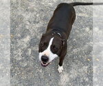 Small #1 Staffordshire Bull Terrier